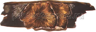 Плодовое тело гриба паксиллус ахеринциус шляпочной формы