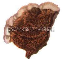 Плодовое тело гриба мерулиус лакриманс в свежем состоянии 