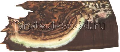 Плодовое тело гриба комиофора церебелла на коре ели